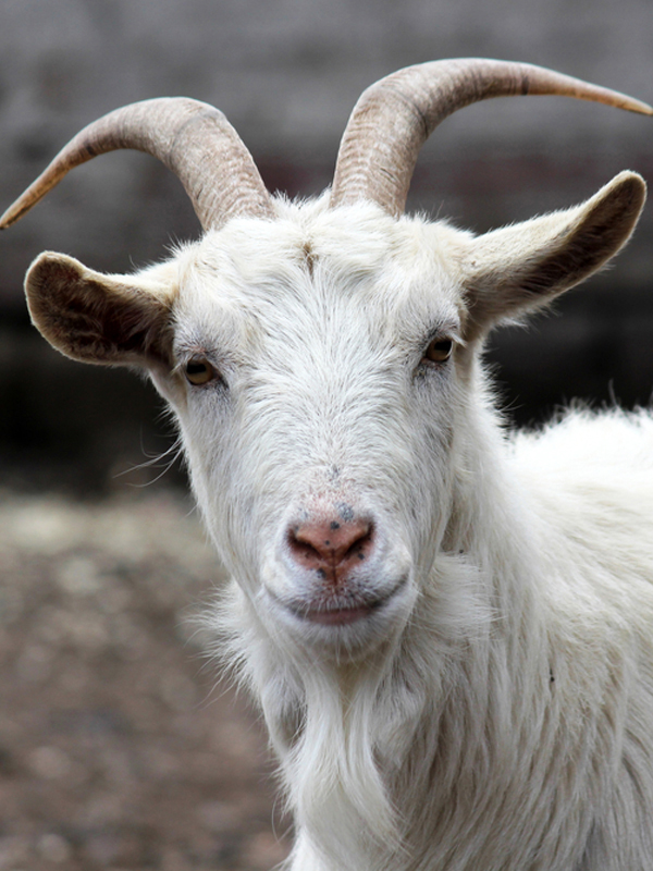 Lamb-/Sheep-/Goatskin